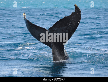 Specie-specifica di coda, slap slap della pinna di coda di una Megattera (Megaptera novaeangliae) di fronte all'Isola di Fraser, Herve Foto Stock