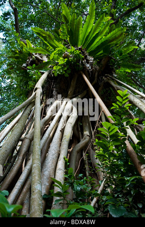 Worm occhio della vista di strangler fichi e bird's-nest felci crescono su un albero tropicale. Foto Stock