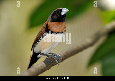 Tricolore munia, anche mannikin Castagno (Lonchura malacca), Australia Foto Stock