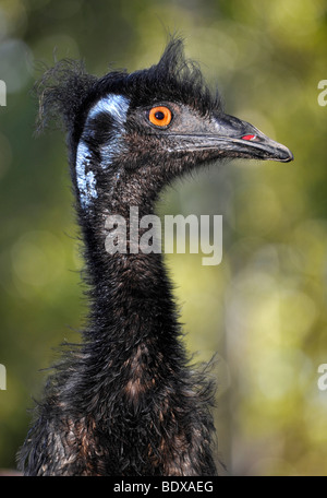 Emu (Dromaius novaehollandiae), Queensland, Australia Foto Stock