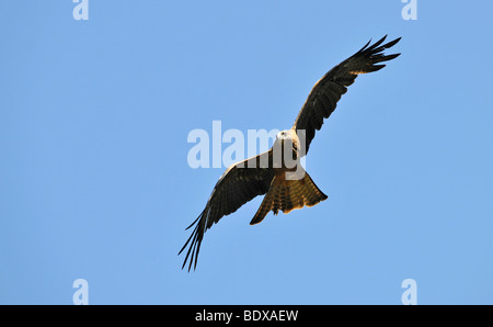 Flying Cuneo-tailed eagle (Aquila audax), Queensland, Australia Foto Stock