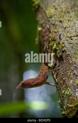 Un maschio Golfo-Dulce anole lizard, Anolis polylepis nei caratteristici a testa in giù pongono. Fotografato in Costa Rica. Foto Stock