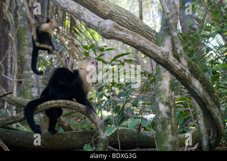 Gruppo di bianco-testa scimmie cappuccino, Cebus capucinus. Fotografato in Costa Rica. Foto Stock