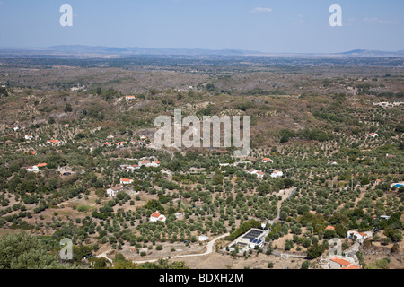 Alto- Alentejo paesaggio durante il periodo estivo con i tipici oliveti Olive-Tree. Castelo de Vide, distretto di Portalegre, Portogallo. Foto Stock