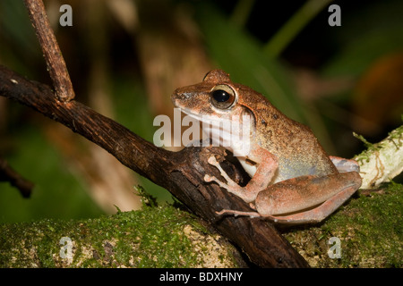 Fitzinger pioggia della rana, a.k.a., Fitzinger il rapinatore frog (Craugastor fitzingeri). Fotografato in Costa Rica. Foto Stock