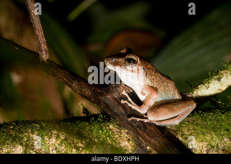 Fitzinger pioggia della rana, a.k.a., Fitzinger il rapinatore frog (Craugastor fitzingeri). Fotografato in Costa Rica. Foto Stock