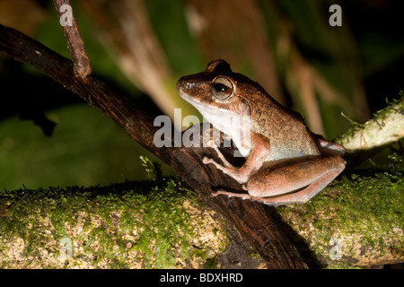 Fitzinger pioggia della rana, a.k.a., Fitzinger il rapinatore frog (Craugastor fitzingeri). Fotografato in Costa Rica. Foto Stock