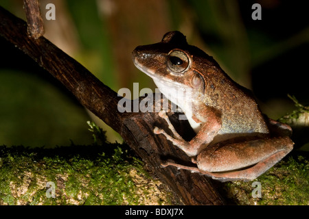 Fitzinger pioggia della rana, a.k.a., Fitzinger il rapinatore frog (Craugastor fitzingeri). Fotografato in Costa Rica. Foto Stock