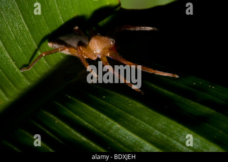 Il ragno tropicale su una foglia. Fotografato in Costa Rica. Foto Stock