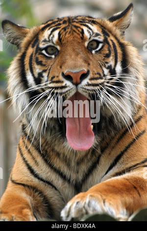 La tigre di Sumatra (Panthera tigris sumatrae) fino in prossimità della faccia bocca aperta Foto Stock