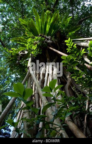 Worm occhio della vista di strangler fichi e bird's-nest felci crescono su un albero tropicale. Foto Stock