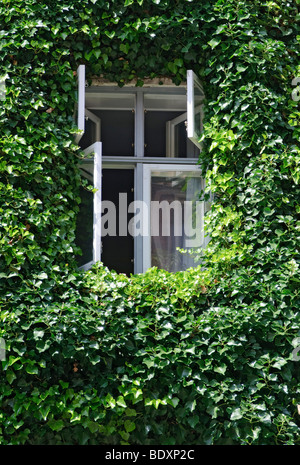 Aprire la finestra in una facciata coperta di edera, Lubecca, Schleswig-Holstein, Germania, Europa Foto Stock