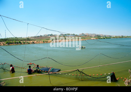 Israele, pianure costiere, Kibbutz Maagan Michael, la raccolta di pesce da un corso intensivo di gruppo crescente Foto Stock