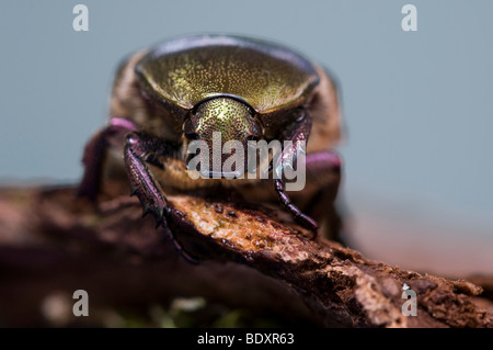 Rose (Chafer Cetonia aurata) Foto Stock