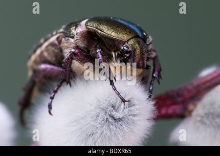 Rose (Chafer Cetonia aurata) Foto Stock