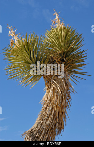 Il ramo di un albero di Giosuè, Yucca palm, o albero yucca (Yucca brevifolia), Joshua Tree National Park, Palm Desert, Califor meridionale Foto Stock