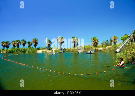 Israele, pianure costiere, Kibbutz Maagan Michael, la raccolta di pesce da un corso intensivo di gruppo crescente Foto Stock