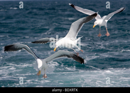 Francia, Bretagna, Saint-Quay-Portrieux, gabbiani Foto Stock