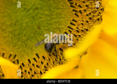 Bee la raccolta del polline di girasole Foto Stock