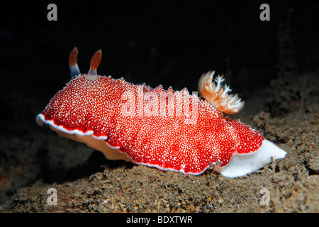 Chromodoris Red-White sea slug (Chromodoris reticulata) sul suolo sabbioso, nudibranch, rosso, Bali, isola, Lesser Sunda Islands, B Foto Stock