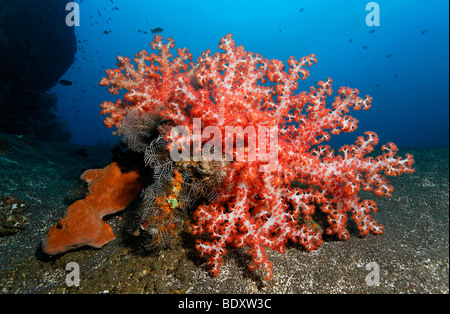 Klunzingers Soft Coral (Dendronephthya klunzingeri) spugna, e Feather-Hydroid (Aglaophenia cupressina) la sedimentazione di sabbia sul grou Foto Stock