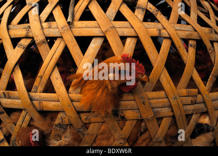 Pollo in gabbia di tiglio, Fujian, Cina e Asia Foto Stock
