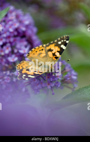 Dipinto di lady; Vanessa cardui; su buddleia; Cornovaglia Foto Stock