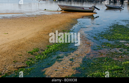 Barche sulla baia di Cape Cod, durante la bassa marea. Foto Stock