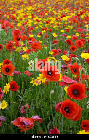 Il papavero; Papaver rhoeas; e il mais Le calendule; Cornovaglia Foto Stock