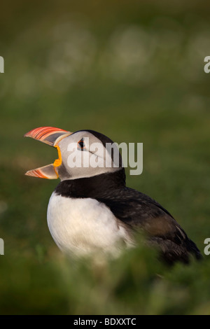 Puffin; Fratercula arctica; skomer; Galles; chiamando Foto Stock