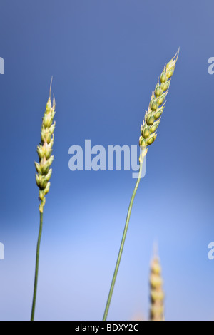 Close up di steli di grano, Pembina Valley, Manitoba, Canada Foto Stock