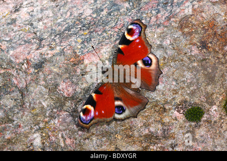 Farfalla pavone (Inachis io) prendendo il sole su una pietra Foto Stock