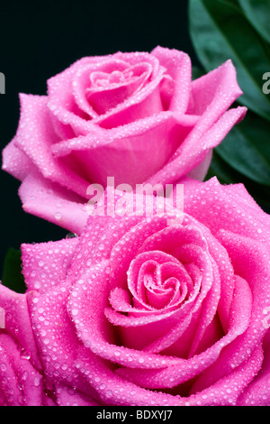 Le rose rosa in rugiada Foto Stock