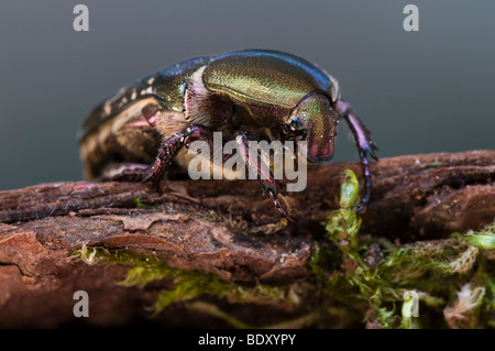 Rose (Chafer Cetonia aurata) Foto Stock