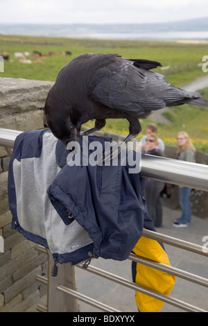 Raven; Corvus corax; sul recinto di tentare di prendere qualcosa da una camicia Foto Stock
