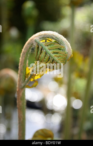 Spiegatura fern frond, Isabella Plantation, il Parco di Richmond, Surrey, Inghilterra, Regno Unito. Foto Stock