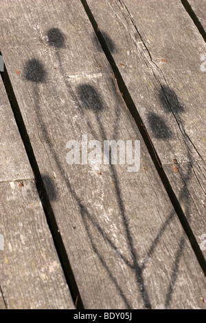 Teasel ombre sul decking in legno Foto Stock