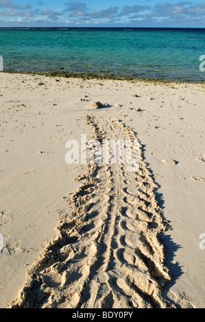 La via di una tartaruga verde sulla spiaggia di l'Isola Heron, Capricornia Cays National Park, della Grande Barriera Corallina, Queensland, Austr Foto Stock
