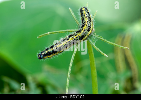 Caterpillar larve di Grande Farfalla bianca alimentare su piante da giardino Foto Stock