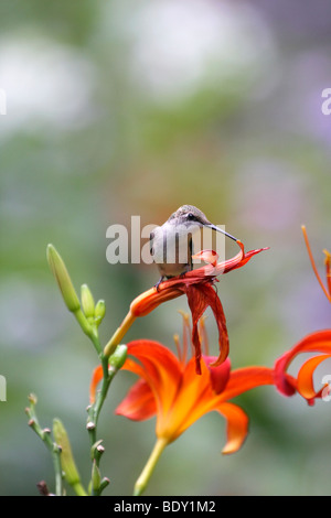 Ruby-throated Hummingbird femmina appollaiato sul fiore Foto Stock