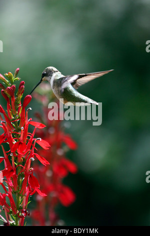 Ruby-throated Hummingbird hovering vicino al rosso cardinale fiori Foto Stock