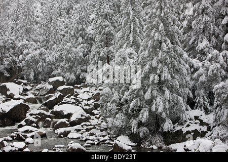 Il fiume Merced si snoda attraverso la coperta di neve rocce e alberi nel Parco Nazionale di Yosemite in California, Stati Uniti d'America. Foto Stock