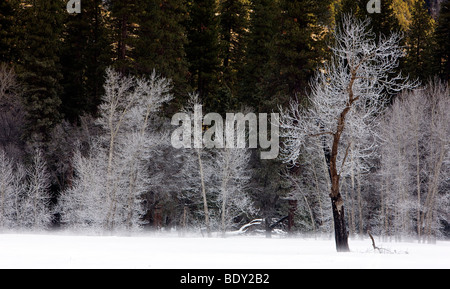 Una quercia congelati e pioppi neri americani alberi stand giustapposti accanto a pini, Yosemite National Park, California, Stati Uniti d'America. Foto Stock