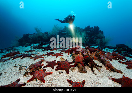 Raccolta di Knobby Stella Stella Marina (Pentaceraster cumingi) sabbia sul terreno di fronte a una scogliera con un subacqueo, cugina di roccia, UNESCO Foto Stock