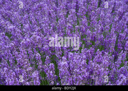 Campo di lavanda, vicino a Chichester, West Sussex Foto Stock