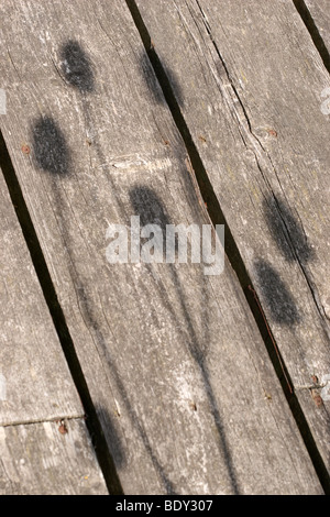 Teasel ombre sul decking in legno Foto Stock