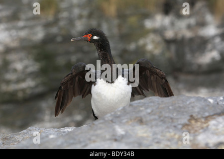 Il marangone dal ciuffo di roccia o Magellanic cormorano (Phalacrocorax magellanicus), Isole Falkland, Sud America Foto Stock