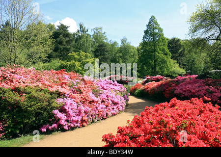 Isabella Plantation, in Richmond Park, a sud ovest di Londra, Inghilterra, Regno Unito. Foto Stock