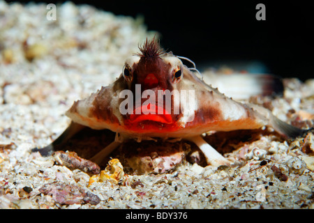 Batfish Red-Lipped (Ogcocephalus darwini) ritratto, frontale, con testa, cugino Rock, Sito Patrimonio Mondiale dell'UNESCO, Galapagos archip Foto Stock