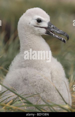 Nero-browed Albatross o nero-browed Mollymawk, chick (Diomedea melanophris), Isole Falkland, Sud America Foto Stock